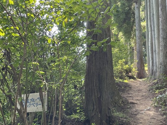 左の木々もブルーベリー。小道の向こう側にも広大な畑がありました。_北村ブルーベリー農園