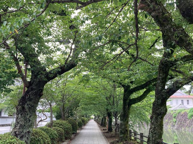 小田原城址公園の桜_小田原城址公園の桜