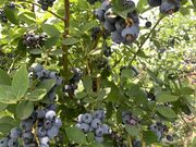 めぐっぺさんのマサキファームの投稿写真2