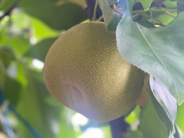 美味しい梨!!_森田果樹園