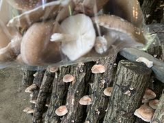 小松沢レジャー農園の写真2