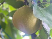 コロンちゃんさんの森田果樹園の投稿写真2