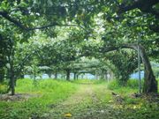 コロンちゃんさんの森田果樹園の投稿写真3