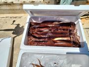 よしぞーさんの釣船第18金龍丸の投稿写真1