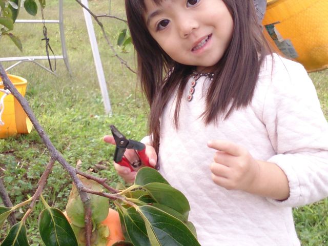 楽しく家族で柿狩り_青木農園