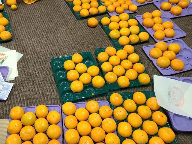 贈答柿_青木農園