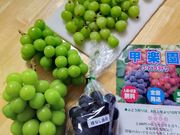 まっくろトトロさんの甲楽園の投稿写真3