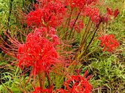 かみふーせんさんのイシックス馬入のお花畑の投稿写真3