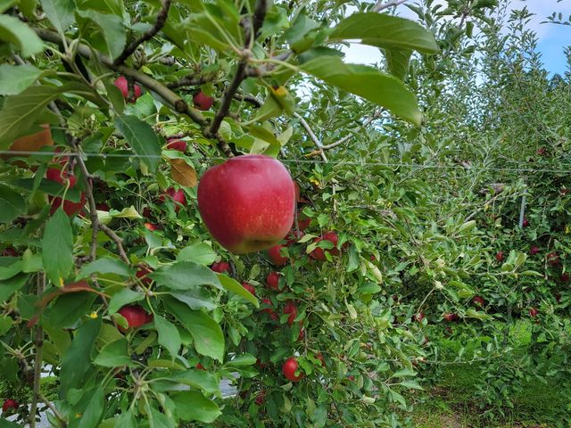 紅玉りんご_仲野りんご園