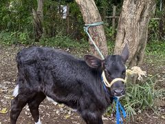 服部牧場の写真2