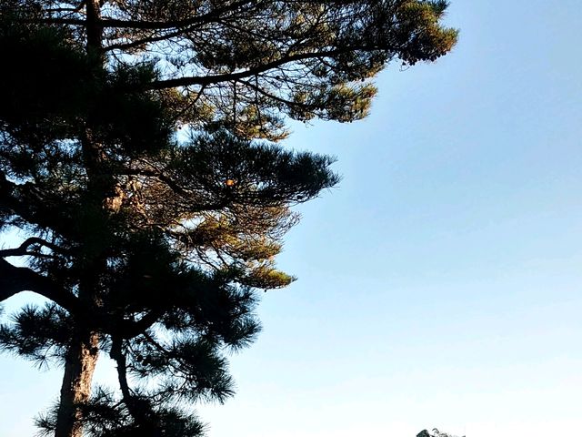 五浦海岸の松_五浦海岸