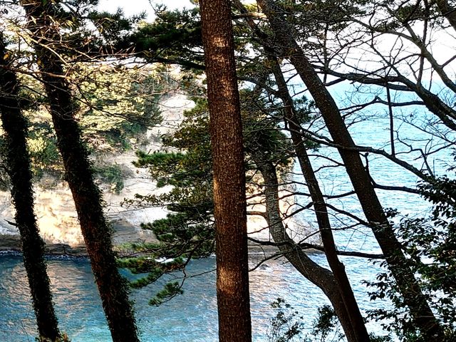 入江と松_五浦海岸