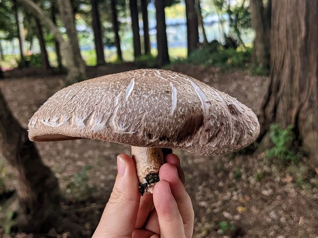 立派な椎茸をいただきました。_星野農園 高滝湖