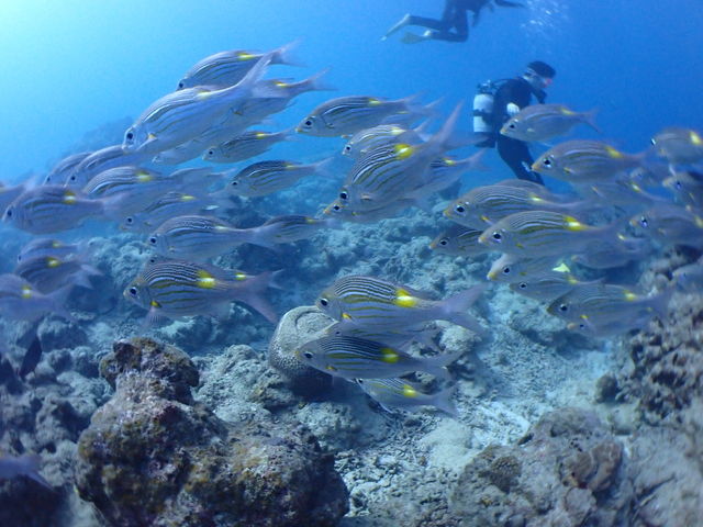 魚の群れも見れました_シージャックダイブファミリー