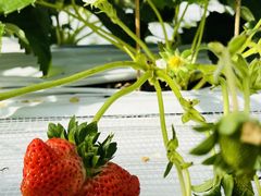はっちさんの花立山ファームへの投稿写真1