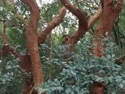 あきさんの恩山寺のビランジュの投稿写真1