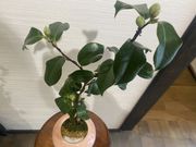 ミユさんの樹翠菴の投稿写真2