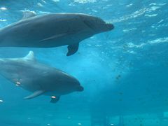 下関市立しものせき水族館・海響館の写真1