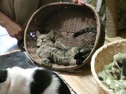 むさしさんのテンプルキャットの投稿写真1