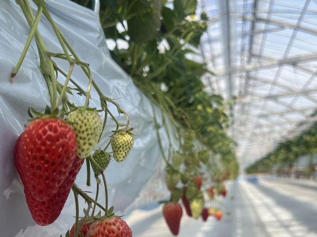 綺麗なイチゴがたくさん!_AGRICIA