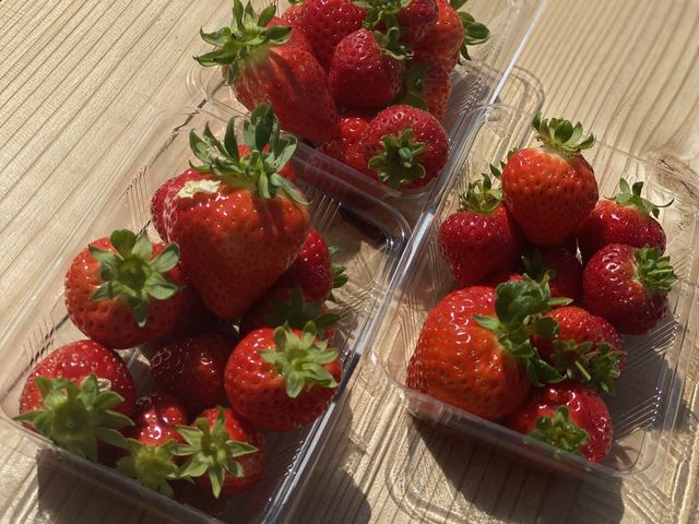 甘くて美味しいいちごがいっぱい_光農園