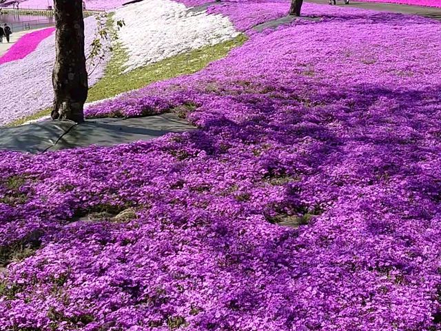 ドイツ村の芝桜_東京ドイツ村
