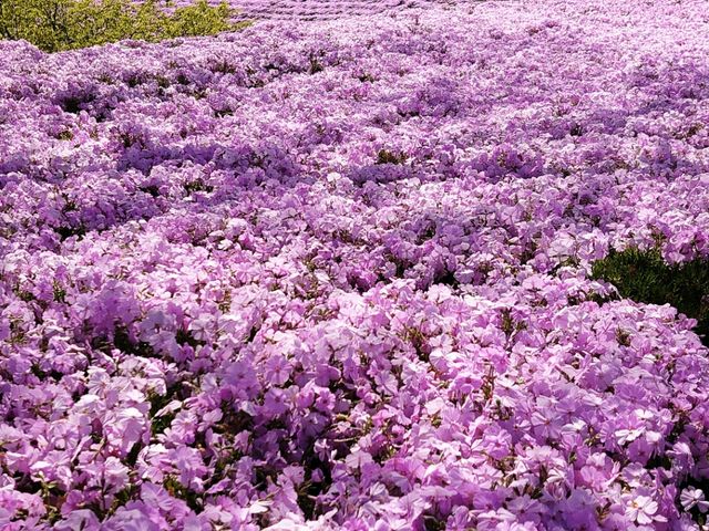 ドイツ村の芝桜_東京ドイツ村