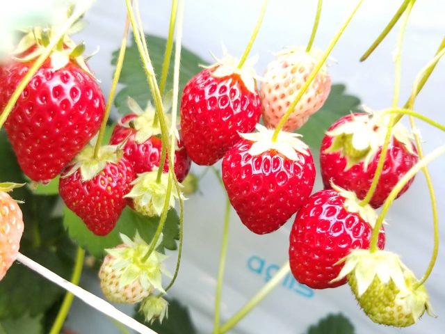 真っ赤なキレイないちごでした。_いのうえいちご