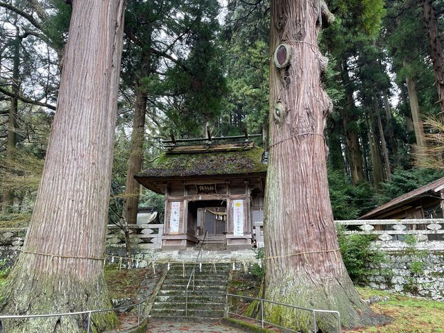 大きな夫婦杉!_鉾納社