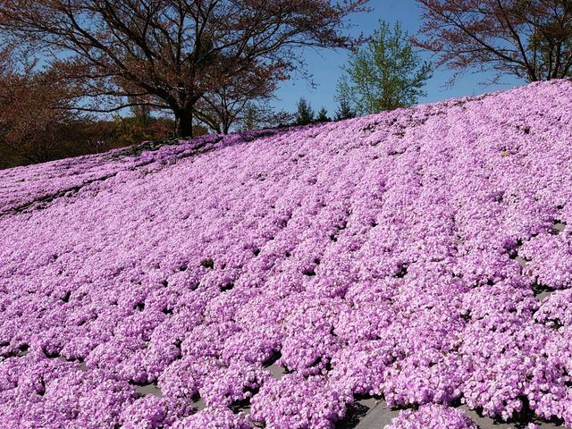 ドイツ村の芝桜_東京ドイツ村