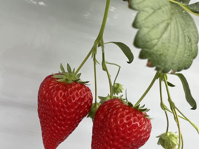 双子いちご_苺や本舗