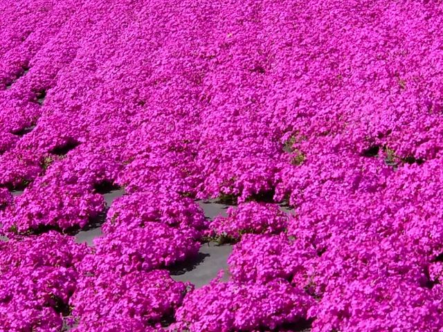 ドイツ村の芝桜_東京ドイツ村