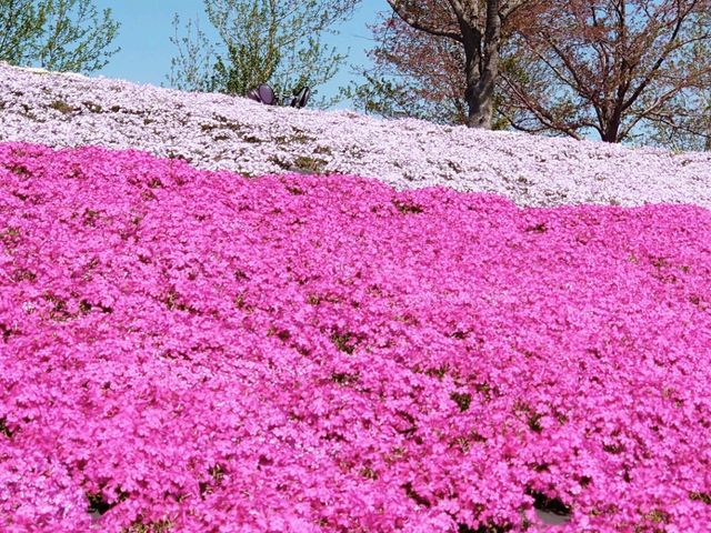 ドイツ村の芝桜_東京ドイツ村