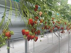 黒豆ちゃんさんのイチゴベースへの投稿写真1