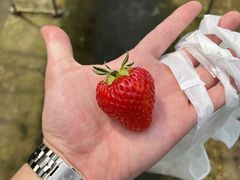 くにさんの鳥取県 小林農園への投稿写真1