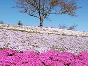 yu‐cyanさんの東京ドイツ村の投稿写真1