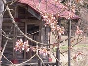 夢邪鬼さんの弘法桜の投稿写真1