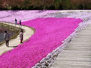 yu‐cyanさんの東京ドイツ村の投稿写真1