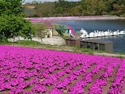 yu‐cyanさんの東京ドイツ村の投稿写真1