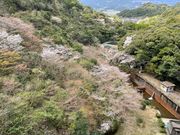 ヌケてるライダーさんの有田ダムの桜の投稿写真1