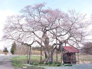 夢邪鬼さんの弘法桜の投稿写真1