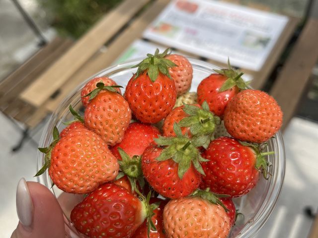 いちご_BerryParkいずみの