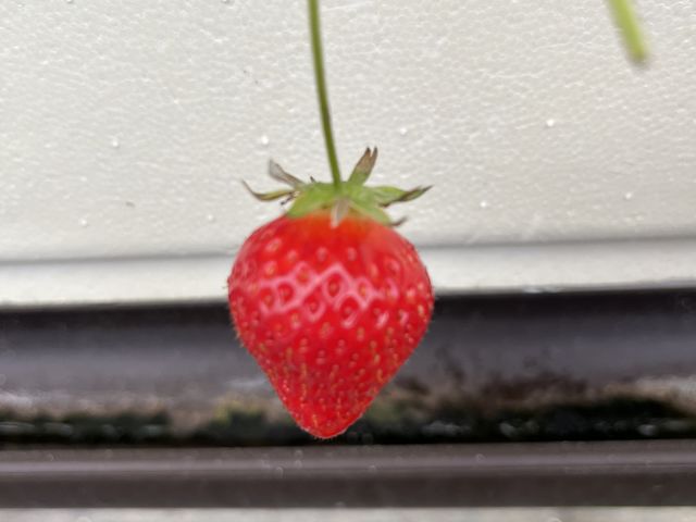 いちご_BerryParkいずみの