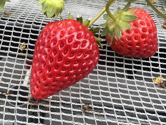 真っ赤な甘いイチゴが綺麗。_chord farm 175