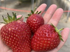 咲耶さんのみまきいちご園への投稿写真1