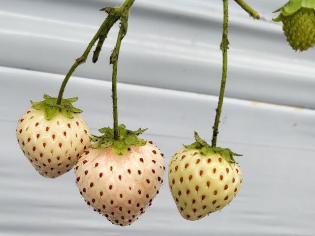 ★白蜜香★_TAiSHi farm