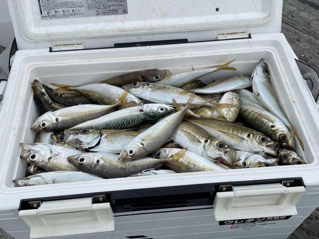 クーラーいっぱい釣れました_有岡渡船