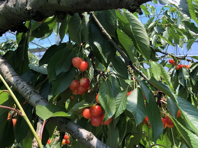 さくらんぼ_まほろば観光果樹園