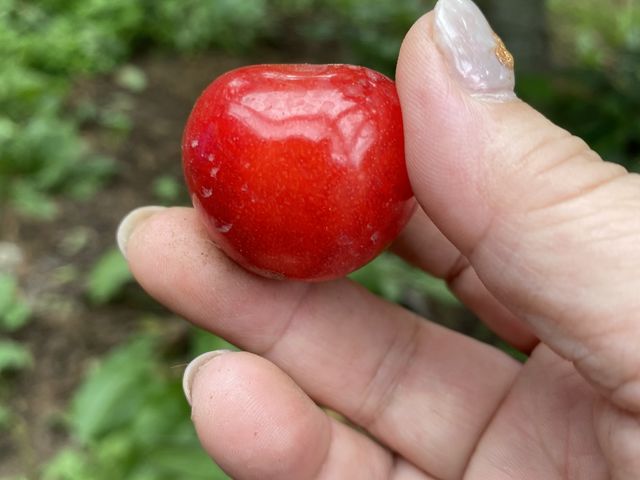 大粒で肉厚で美味しい_加藤さくらんぼ農園