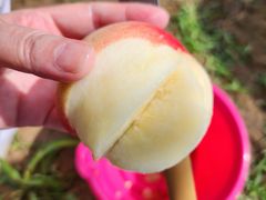 やだっちさんの見晴し園への投稿写真1